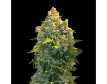 Victory Seeds Auto Chronic Monster XXL