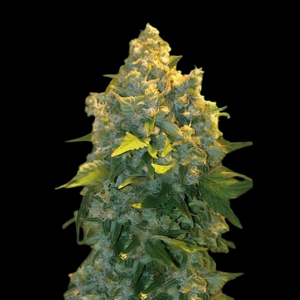 Victory Seeds Auto Chronic Monster XXL