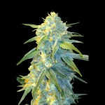 Victory Seeds Auto Northern Light