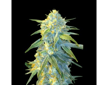 Victory Seeds Auto Northern Light