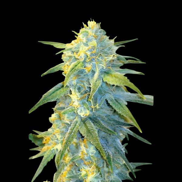 Victory Seeds Auto Northern Light