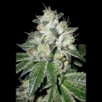 Victory Seeds Auto OG Kush