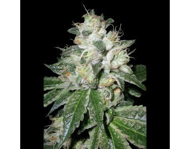 Victory Seeds Auto OG Kush