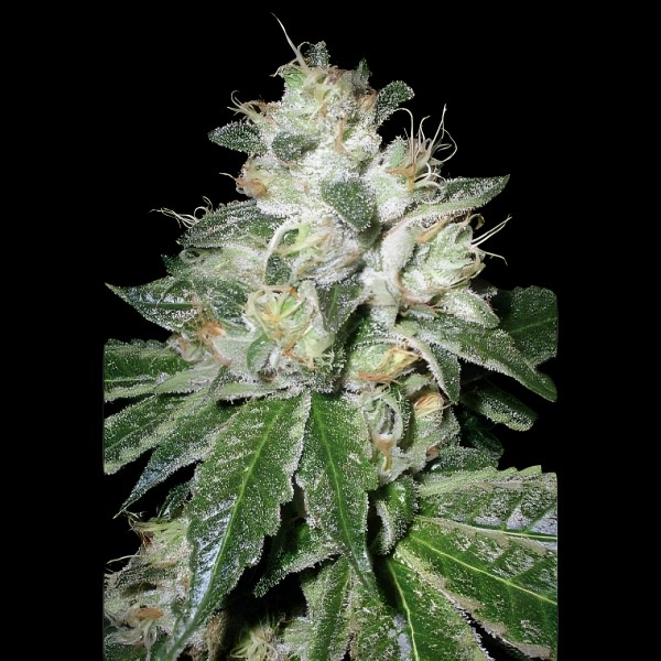 Victory Seeds Auto OG Kush