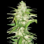 Victory Seeds Auto Ultra Power Plant
