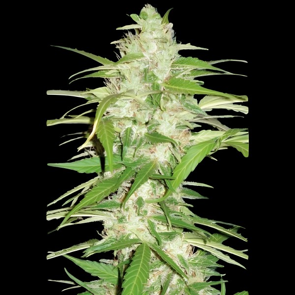 Victory Seeds Auto Ultra Power Plant