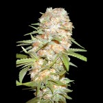 Victory Seeds Auto Super Extra Skunk