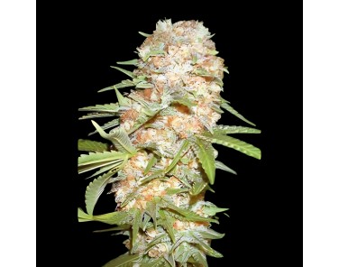 Victory Seeds Auto Super Extra Skunk