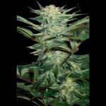 Victory Seeds Auto White Widow