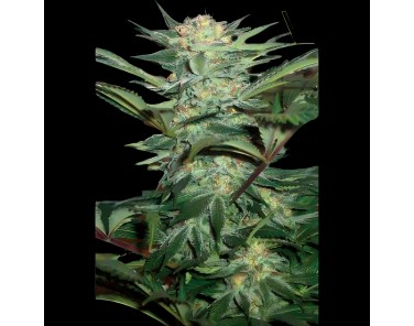 Victory Seeds Auto White Widow