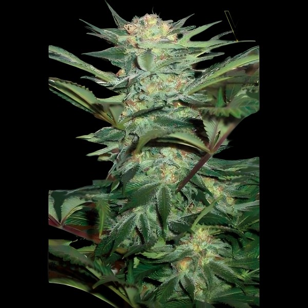 Victory Seeds Auto White Widow