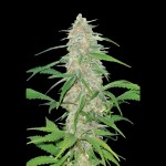 Victory Seeds AK-77V