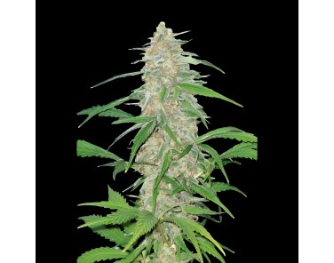 Victory Seeds AK-77V