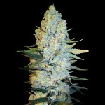 Victory Seeds Amnesium