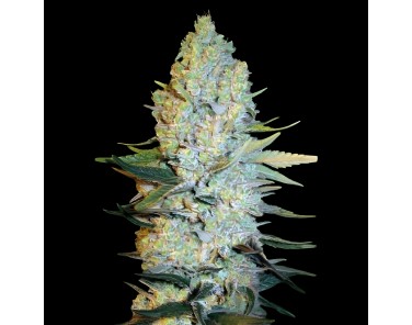 Victory Seeds Amnesium