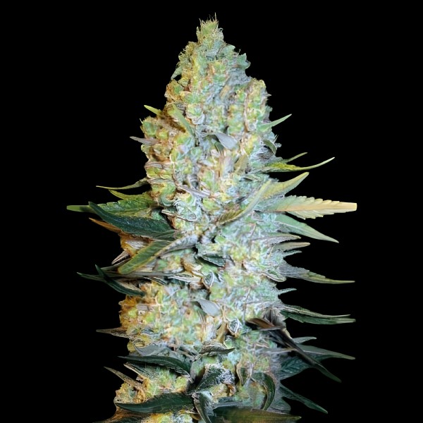 Victory Seeds Amnesium