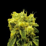 Victory Seeds Blow Dream