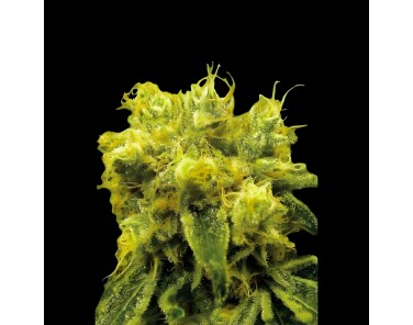 Victory Seeds Blow Dream