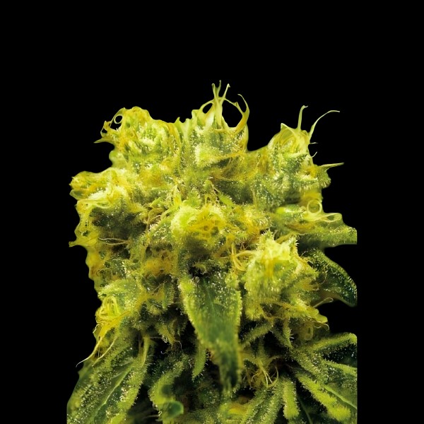 Victory Seeds Blow Dream