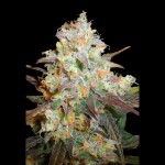 Victory Seeds Chocodope