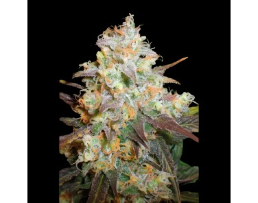 Victory Seeds Chocodope