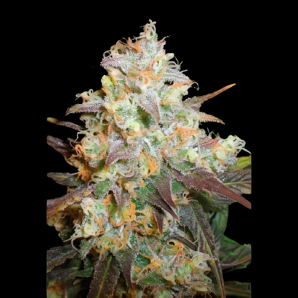 Victory Seeds Chocodope