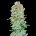 Victory Seeds Critical