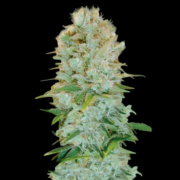 Victory Seeds Critical