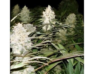 Victory Seeds Bubblegum+ PRO