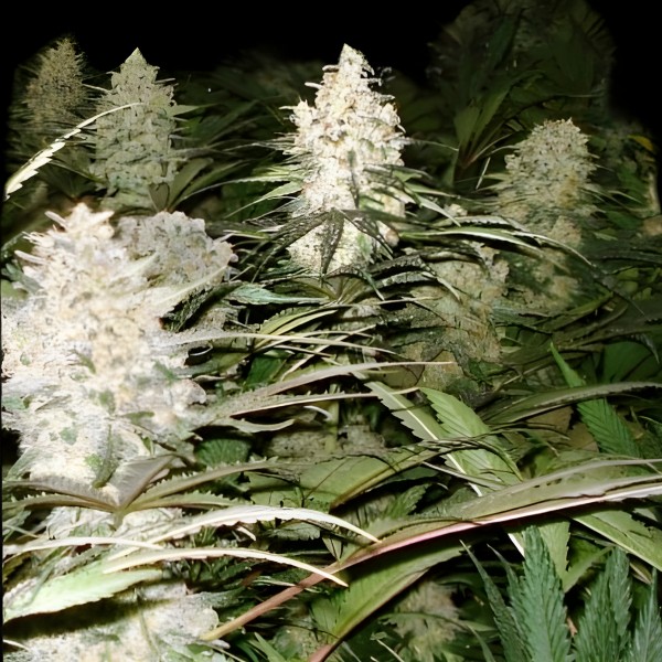 Victory Seeds Bubblegum+ PRO