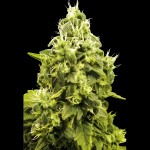 Victory Seeds Jack Hammer