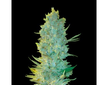 Victory Seeds OG Kush