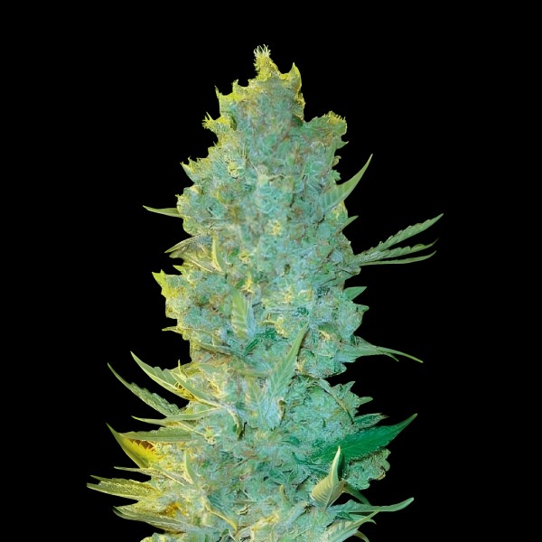 Victory Seeds OG Kush