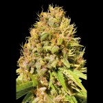 Victory Seeds Super Mazar