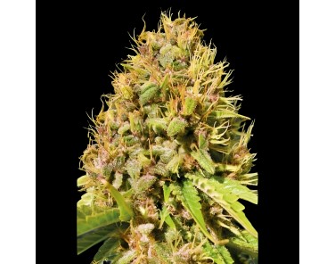 Victory Seeds Super Mazar