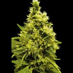Victory Seeds White Widow