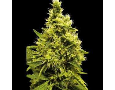 Victory Seeds White Widow