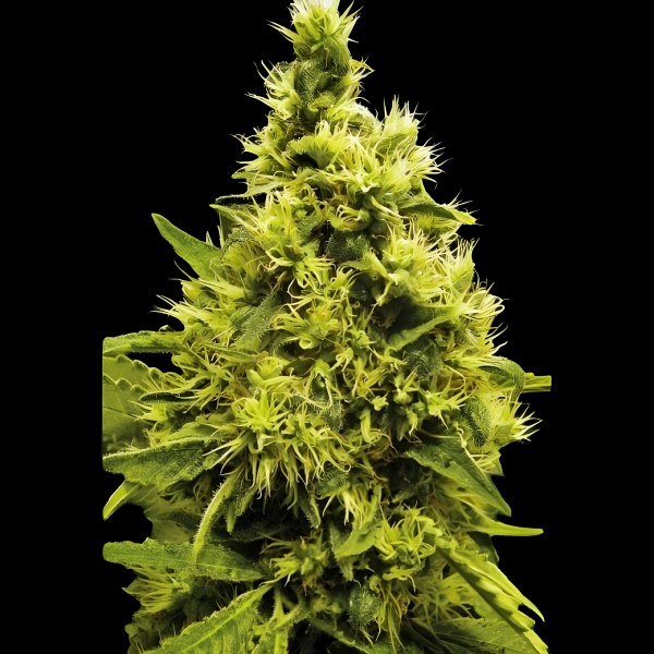 Victory Seeds White Widow